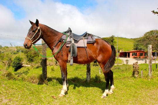 horseriding1